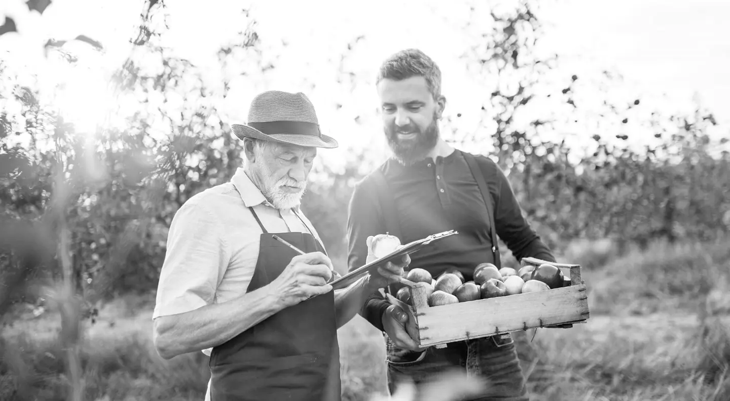 Farmers picking apples